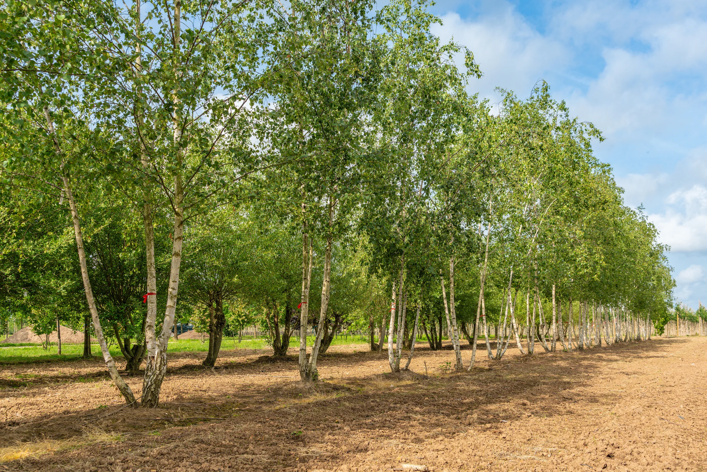 Bomen op de kwekerij van Huverba