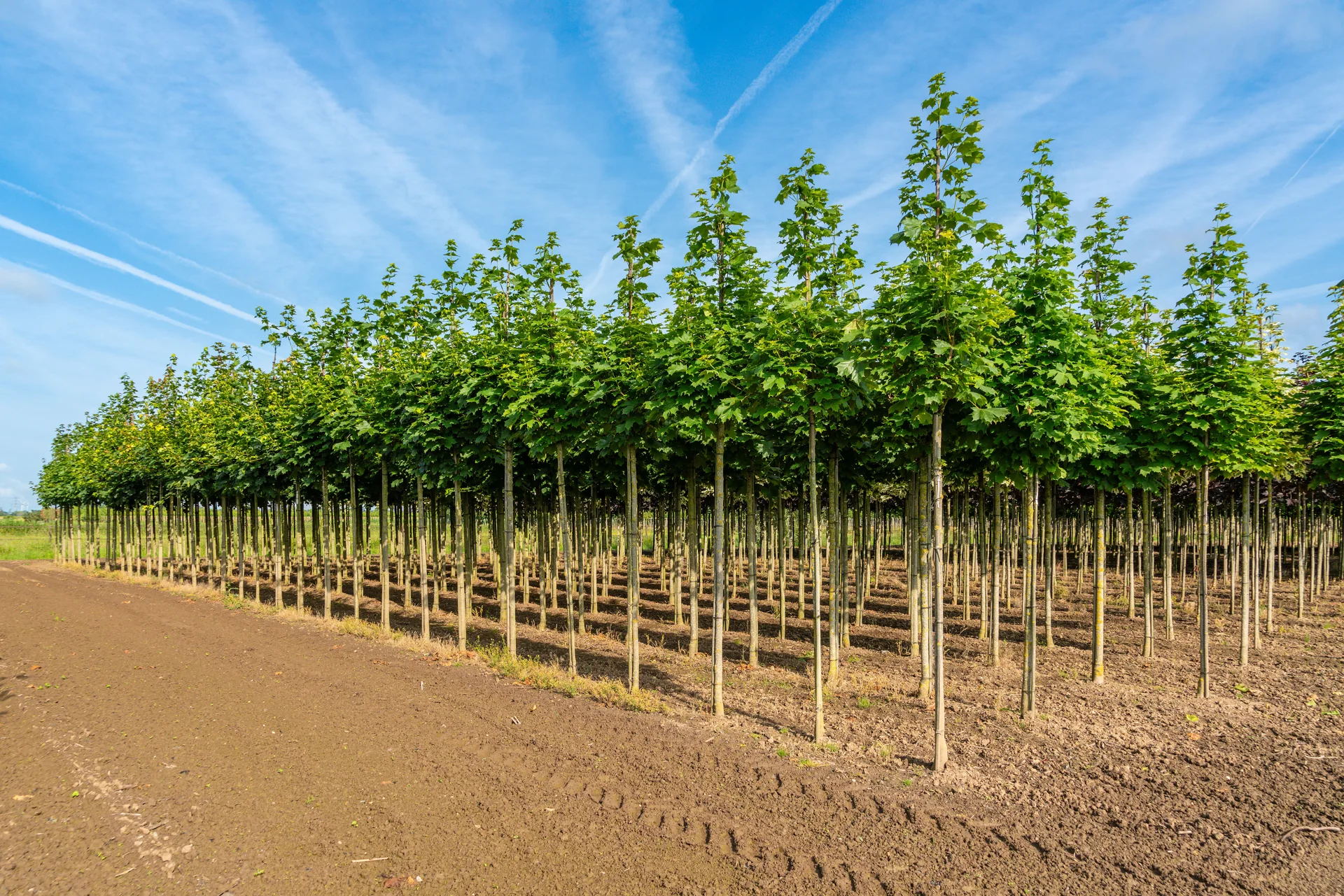 Rijen laanbomen op de zonnige kwekerij van Huverba