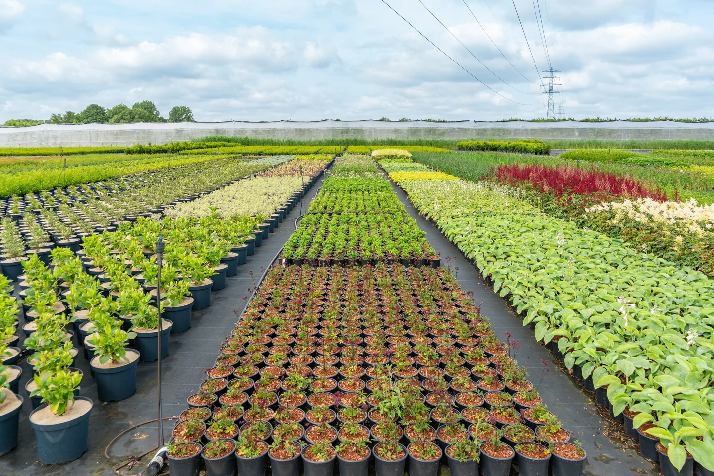 Een breed assortiment vaste planten op de kwekerij van Huverba